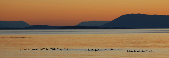 sea ducks on the Salish Sea